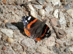 Vanessa atalanta