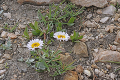 Erigeron grandiflorus