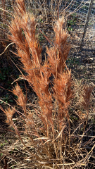 Andropogon glomeratus