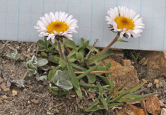 Erigeron grandiflorus