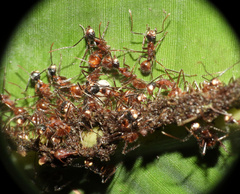 Camponotus chartifex