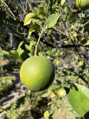 Citrus
