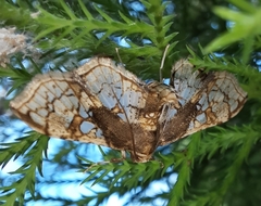 Omphisa anastomosalis