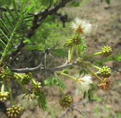 Vachellia luederitzii