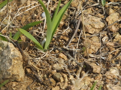 Eurydema gebleri