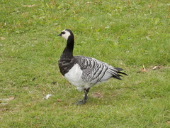 Branta leucopsis
