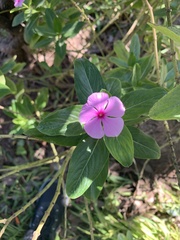 Catharanthus roseus