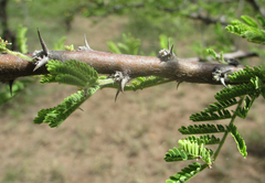 Vachellia luederitzii