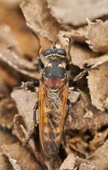 Scylaticodes lugens