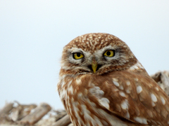 Athene noctua