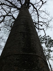 Cavanillesia platanifolia