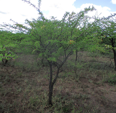 Vachellia luederitzii