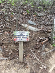 Cavanillesia platanifolia