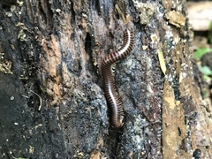 Leptogoniulus sorornus