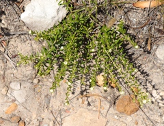 Phylica lasiocarpa
