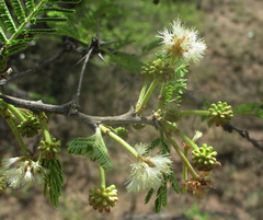 Vachellia luederitzii