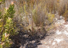 Erica barbigeroides