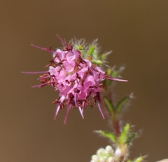 Erica barbigeroides