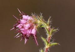 Erica barbigeroides