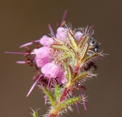 Erica barbigeroides