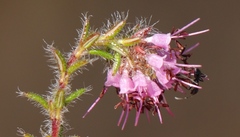 Erica barbigeroides