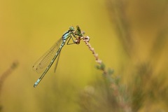 Coenagrion lunulatum