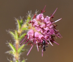 Erica barbigeroides