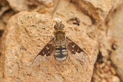 Paravilla hypoxantha