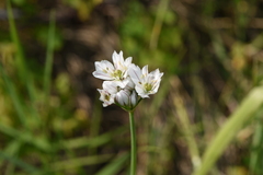 Allium trifoliatum