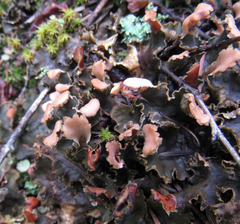 Peltigera polydactylon