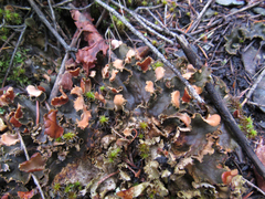 Peltigera polydactylon