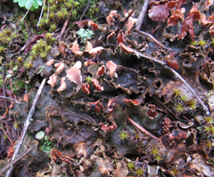 Peltigera polydactylon