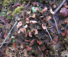 Peltigera polydactylon