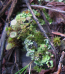 Cladonia chlorophaea
