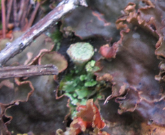 Cladonia chlorophaea