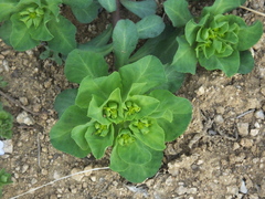 Euphorbia helioscopia