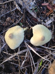 Leucocoprinus tricolor