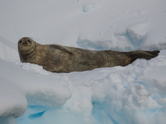 Leptonychotes weddellii