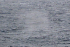 Megaptera novaeangliae