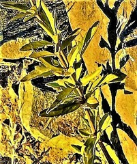 Dracocephalum peregrinum