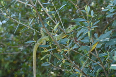 Lacerta trilineata