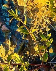 Dracocephalum peregrinum