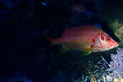 Sargocentron spiniferum