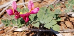 Acmispon grandiflorus grandiflorus