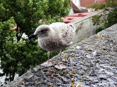 Larus argentatus