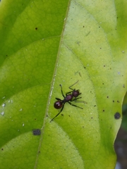 Polyrhachis thrinax