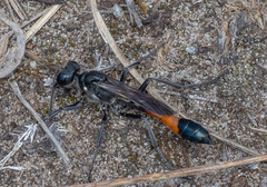 Ammophila sabulosa