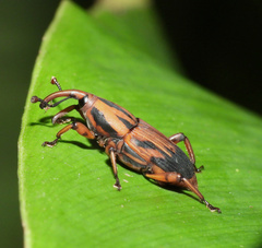 Metamasius hemipterus