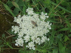 Typocerus velutinus