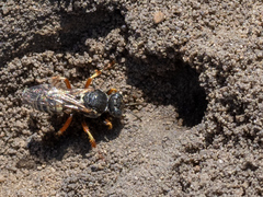 Oxybelus haemorrhoidalis